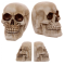 Beautiful bookends in the shape of skulls