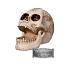 Figurine gothique : Crâne celtique béat
